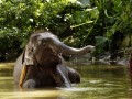 Mahout-copyright-StargateStudio-13-fdtimes